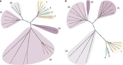 The Current and Future State of Vaccines, Antivirals and Gene Therapies Against Emerging Coronaviruses